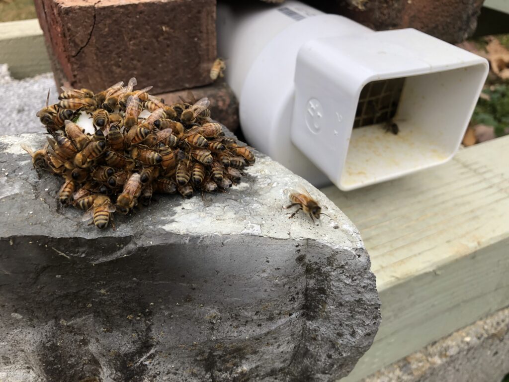 Winter feeding - Get your Buzz from bees!Get your Buzz from bees!